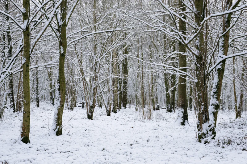 Snow-covered deciduous forest in winter with bare trees and snow on ground and branches