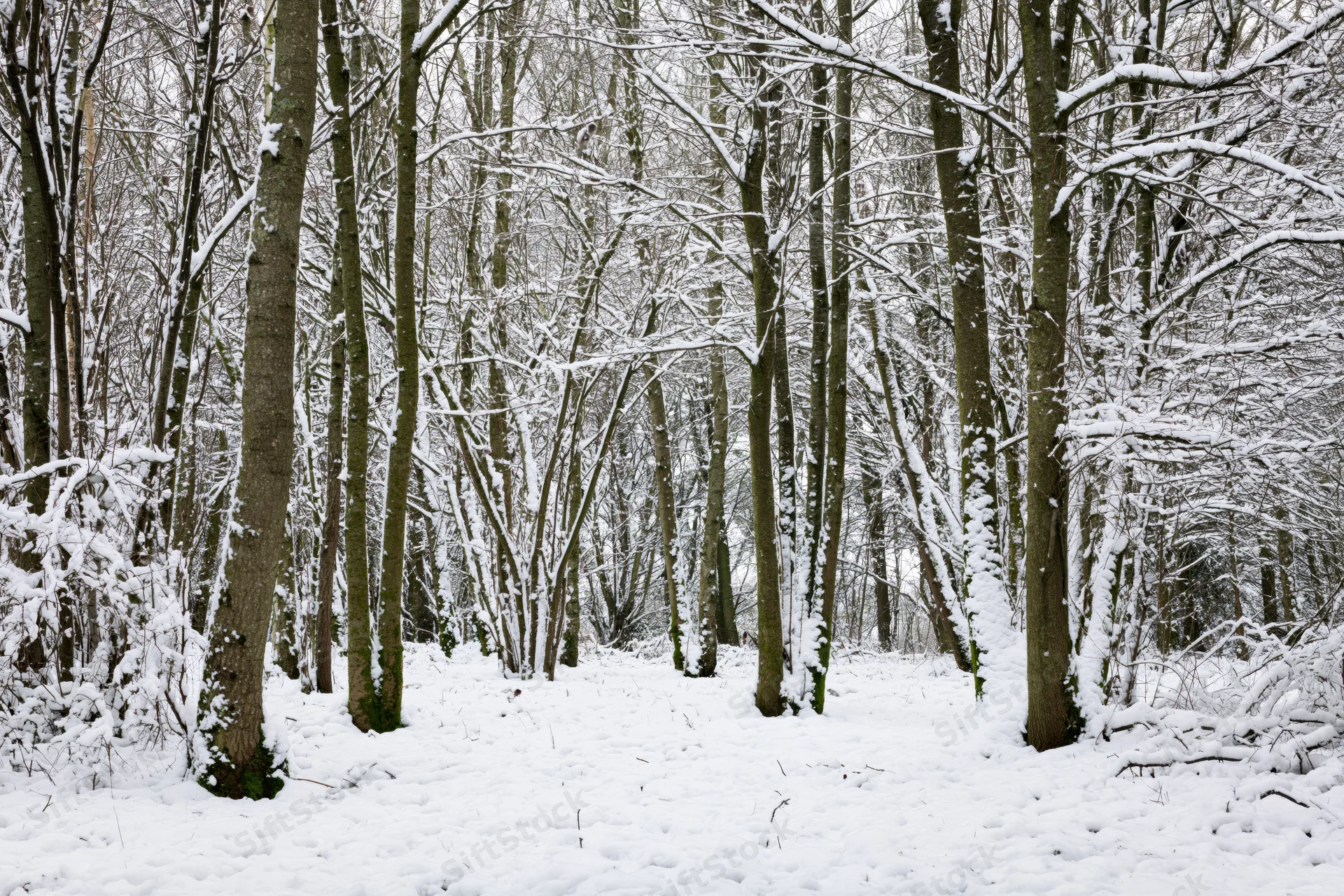 Snow-covered deciduous forest in winter with bare trees and snow on the ground