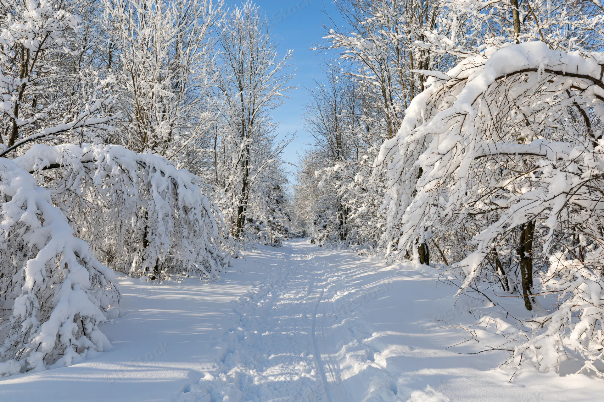 Snow-covered forest path winding through snow-laden trees under a clear blue sky