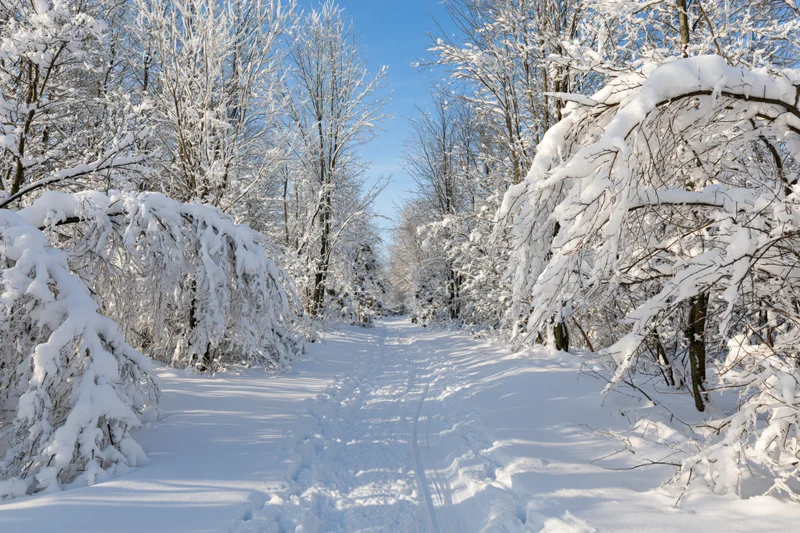 Snow-covered forest path winding through snow-laden trees under a clear blue sky