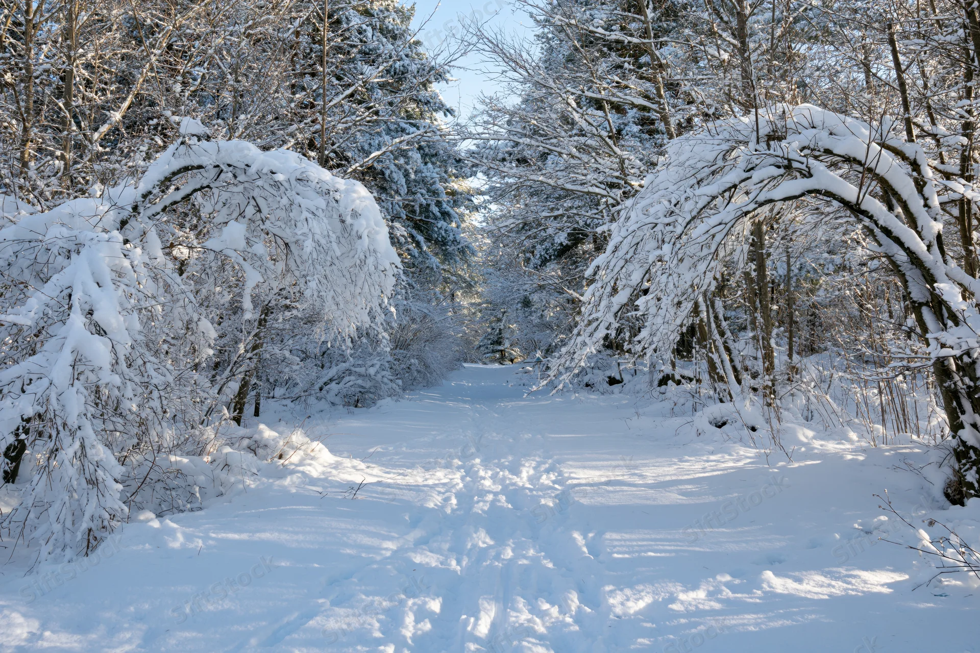 Snow-covered path through a forest with snow-laden trees on either side