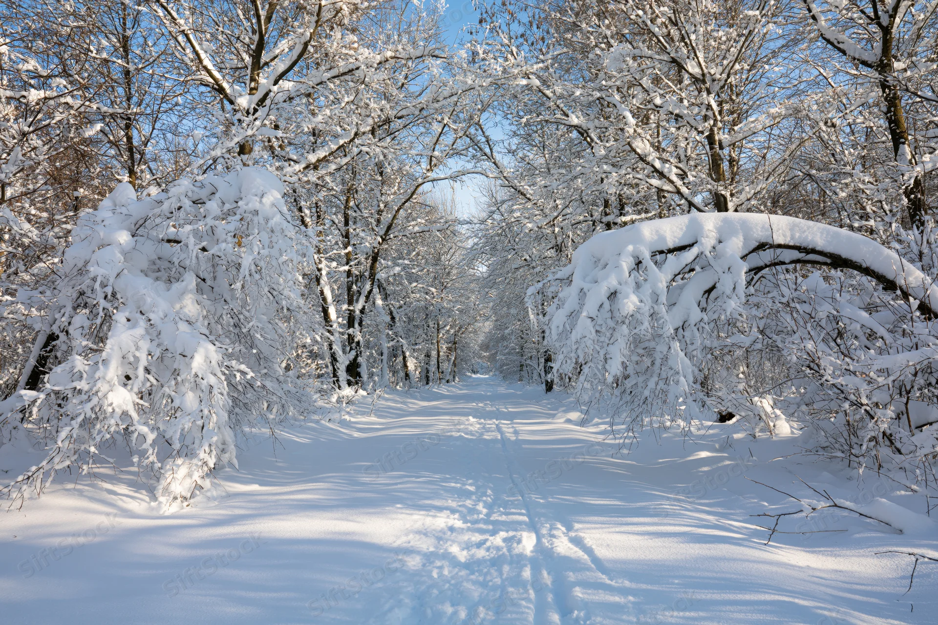Snow-covered forest path with bare trees and footprints under blue sky