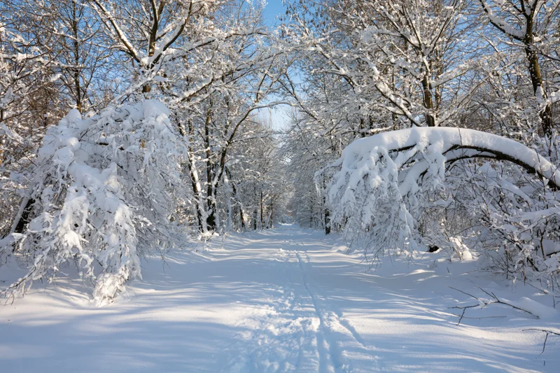 Snow-covered forest path with bare trees and footprints under blue sky