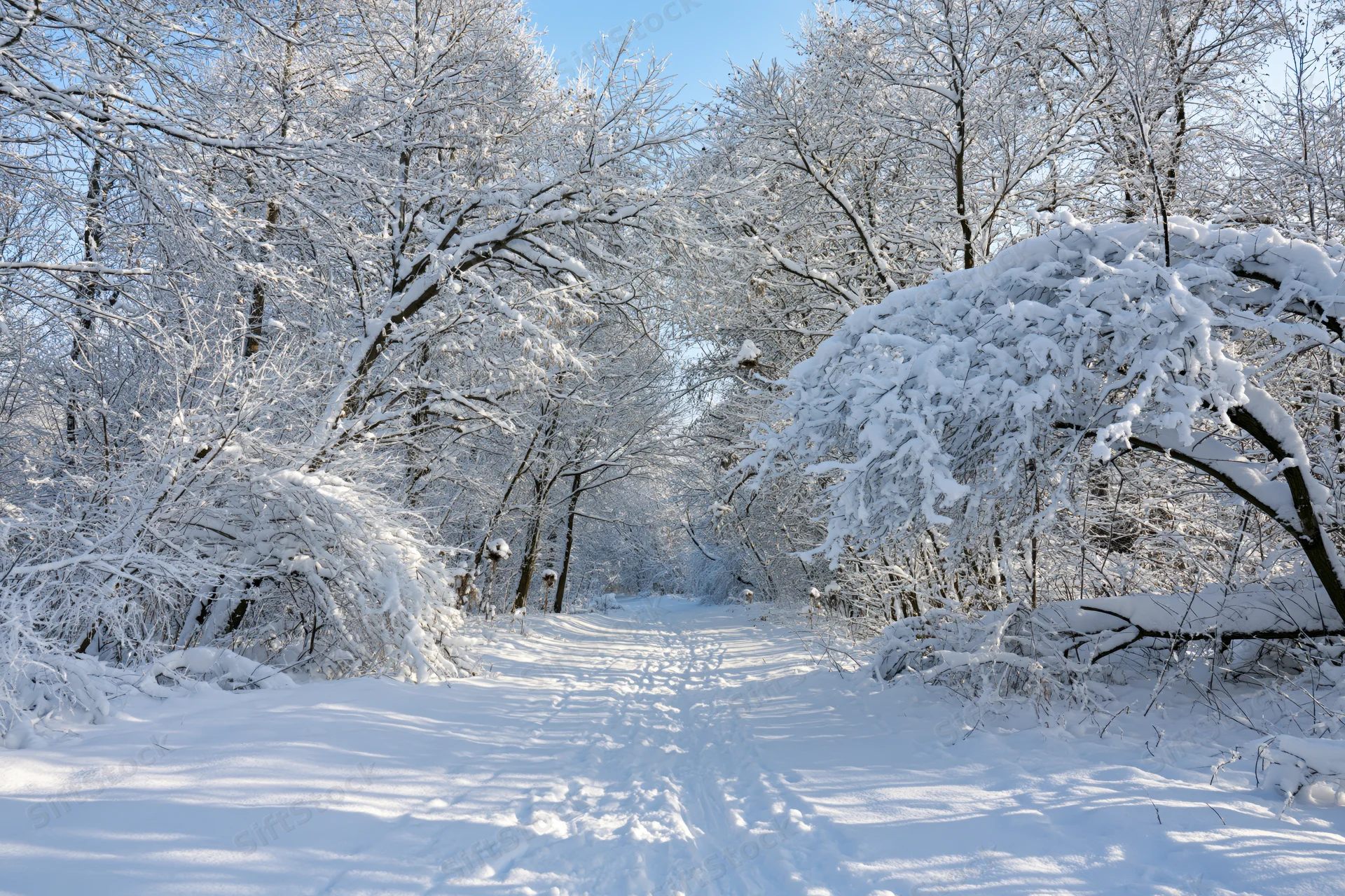 Snow-covered forest path winding through snow-laden trees under a clear blue sky