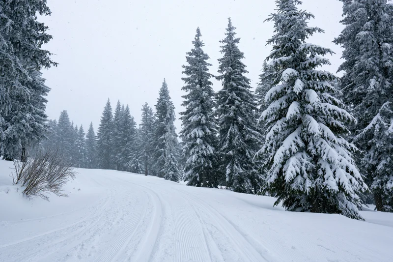 Groomed ski slope winding through snow-covered pine forest in winter