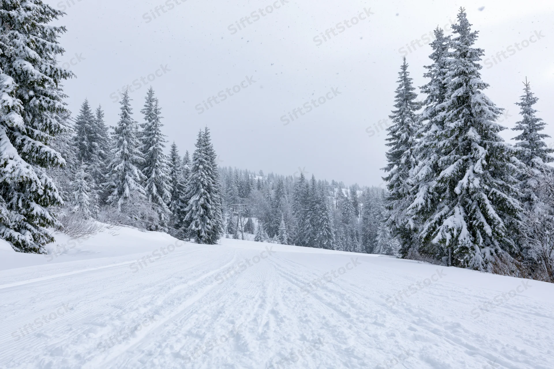 Groomed ski slope leading into snow-covered evergreen forest