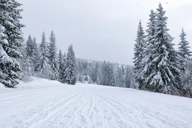 Groomed ski slope leading into snow-covered evergreen forest