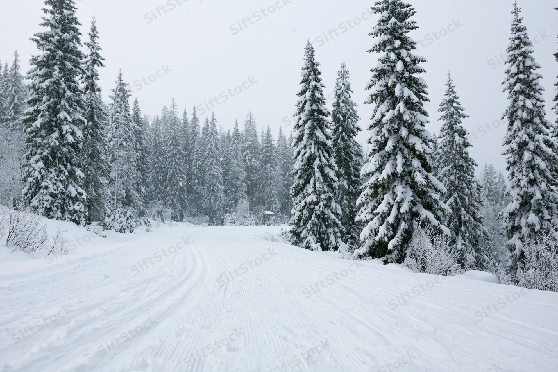 Groomed ski slope winding through snow-covered evergreen forest