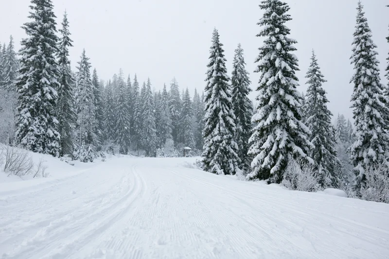 Groomed ski slope winding through snow-covered evergreen forest