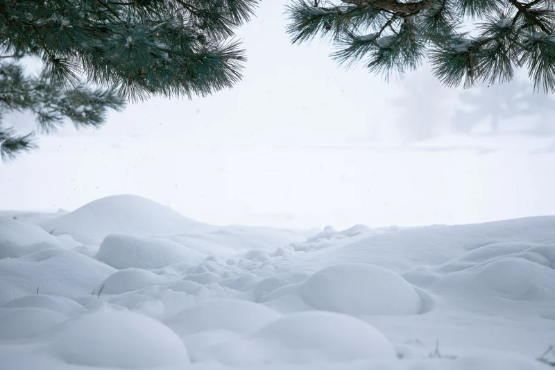 Snow-covered ground with rounded drifts and mounds under pine branches in a winter forest