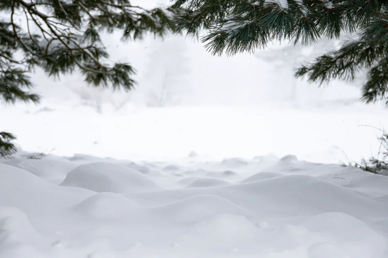 Snow-covered ground with rounded drifts and mounds under pine branches in a forest