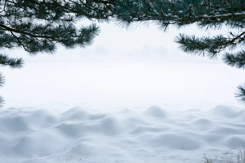 Snow-covered ground with rounded drifts and mounds framed by pine branches in a winter landscape