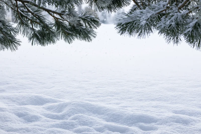 Snow-covered ground with soft rolling drifts framed by pine branches in winter