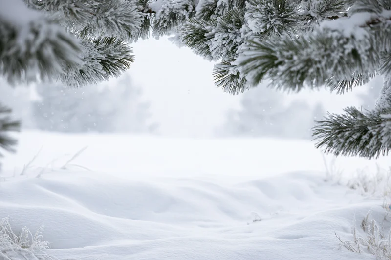 Snow-covered pine branches framing a snowy field in winter