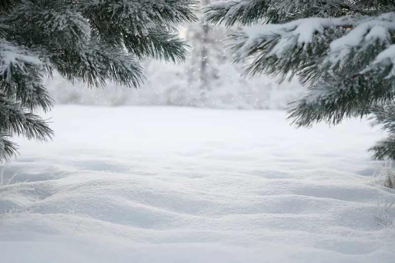 Snow-covered ground with soft rolling drifts framed by pine branches in a winter forest
