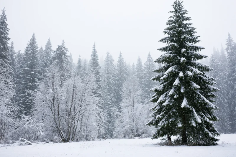 Snow-covered spruce and deciduous trees in a forest during active snowfall