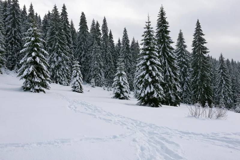 Snow-covered spruce forest on a mountain slope with footprints in the snow
