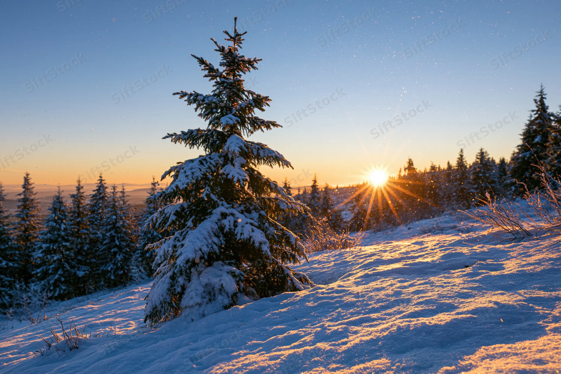 Snow-covered spruce tree on a hillside at sunrise in a winter forest