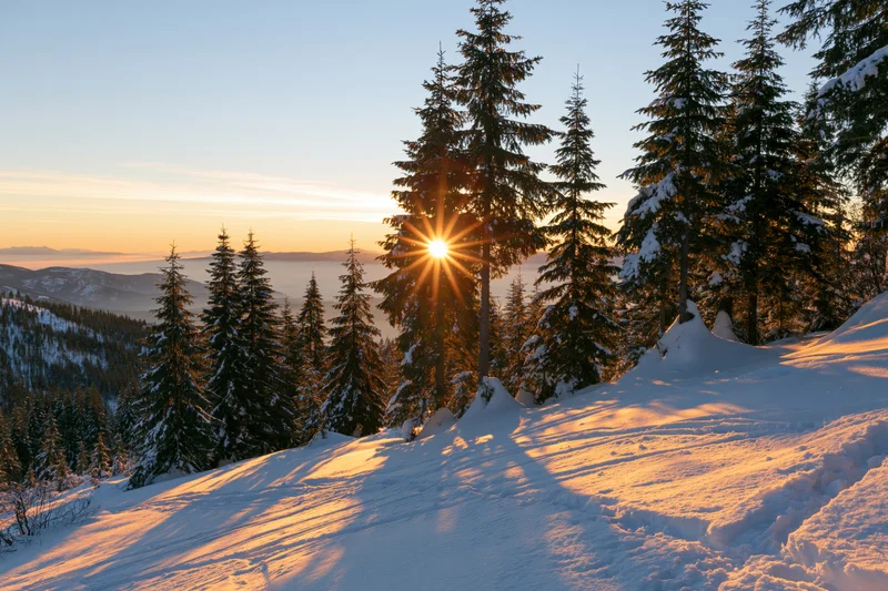 Sunrise over snow-covered spruce trees on a mountain slope