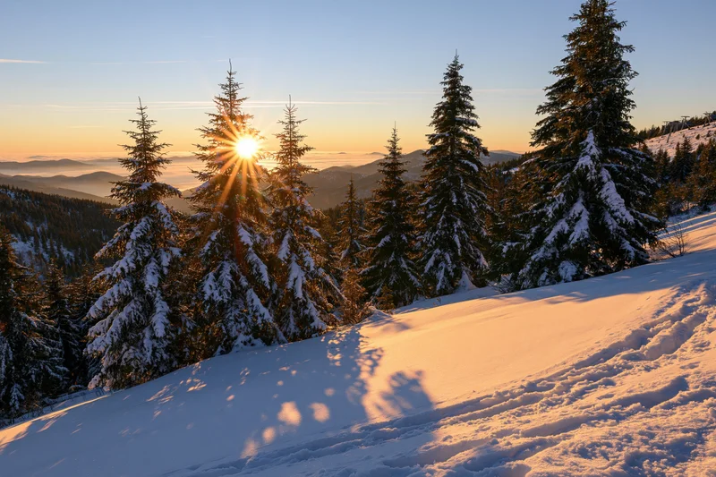 Snow-covered spruce trees on a mountain slope at sunrise