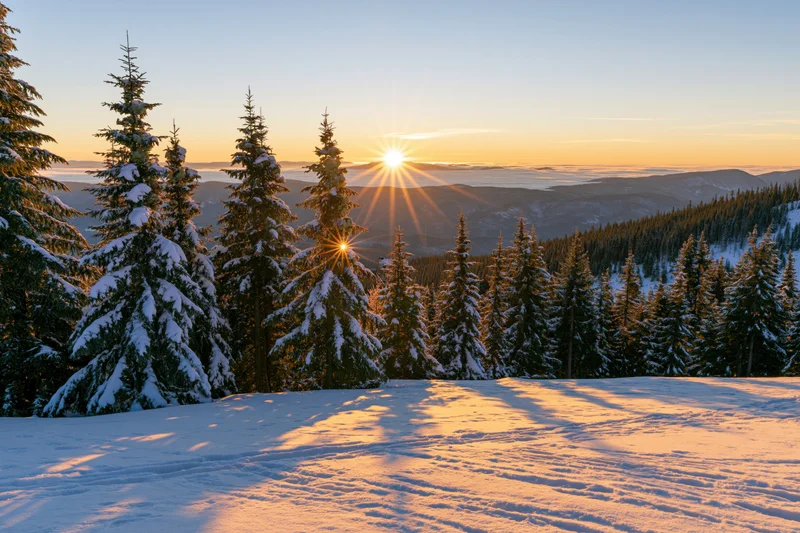 Snow-covered spruce trees on a mountain slope at sunrise