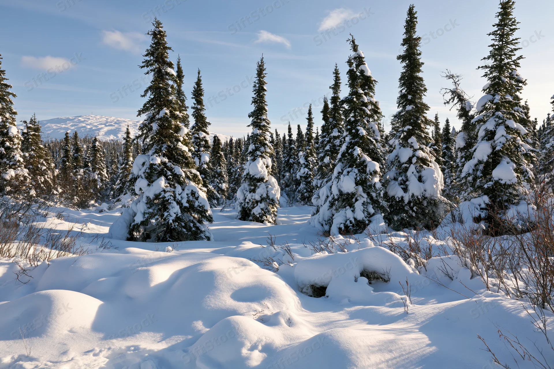Snow-covered spruce trees in a dense forest on a mountain slope under a clear blue sky