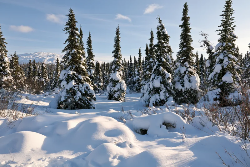 Snow-covered spruce trees in a dense forest on a mountain slope under a clear blue sky