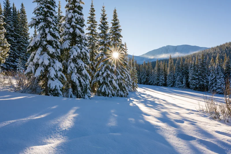 Snow-covered spruce trees in an open mountain valley under bright morning sun