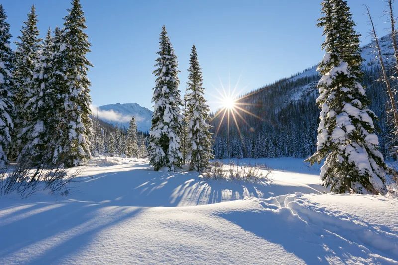 Snow-covered spruce trees in a mountain valley under bright sunlight