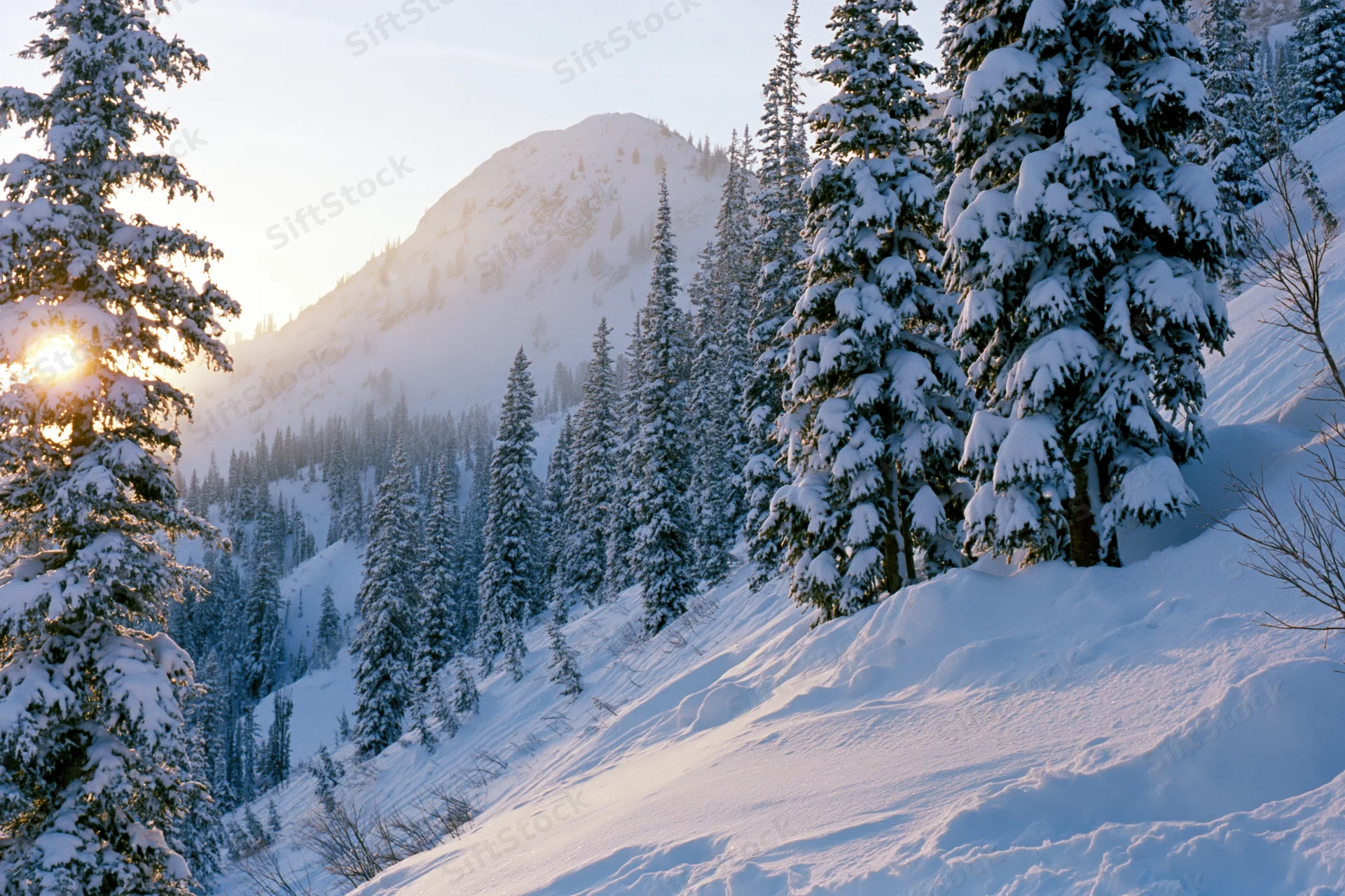 Snow-covered spruce trees on a mountain slope at sunrise