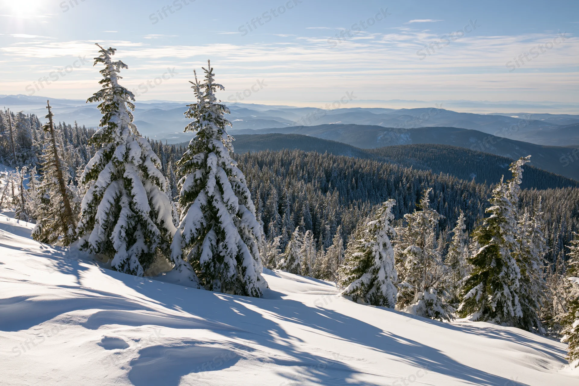 Snow-covered spruce trees on a mountain slope under a clear sky with distant valleys and ridges