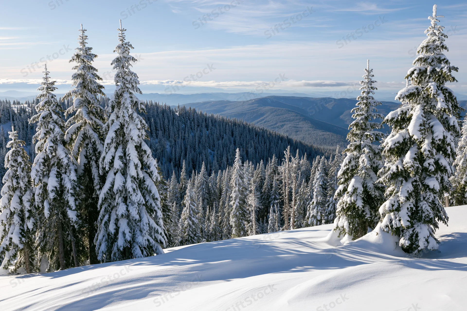 Snow-covered spruce trees on a mountain slope overlooking a forested valley under a blue sky