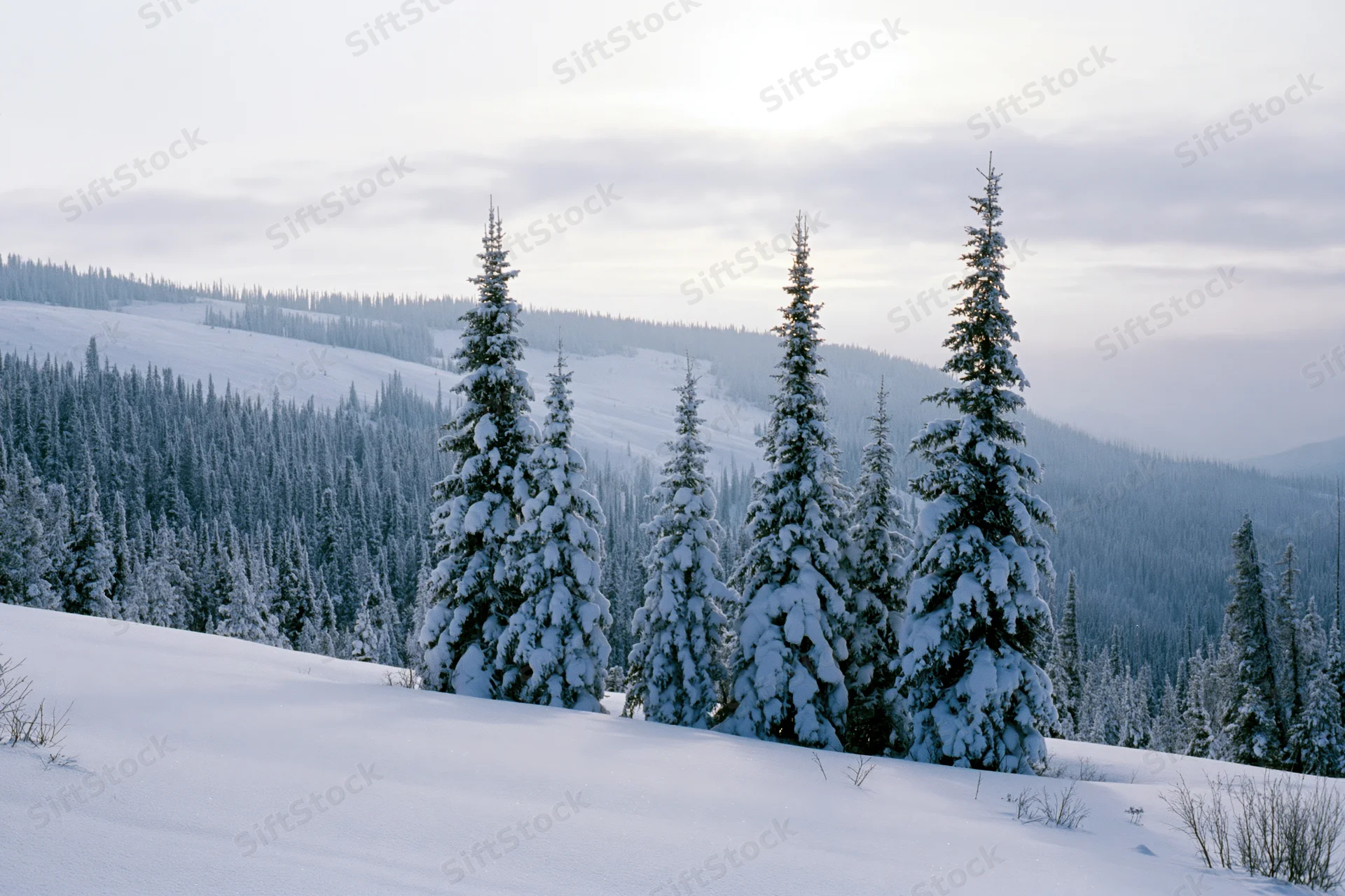 Snow-covered spruce trees on a mountain slope in winter forest landscape