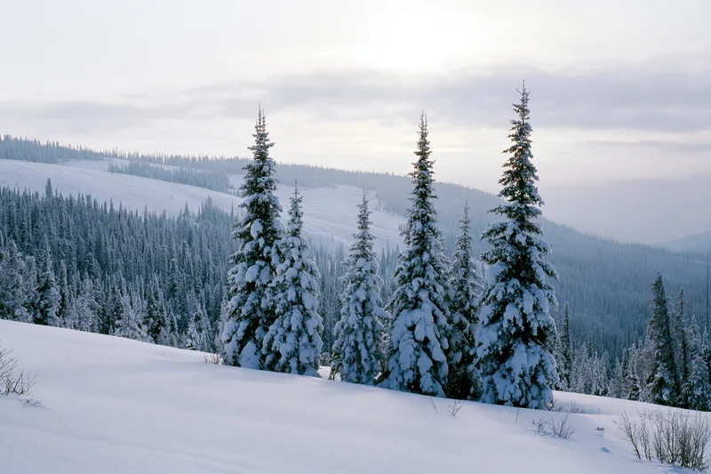 Snow-covered spruce trees on a mountain slope in winter forest landscape