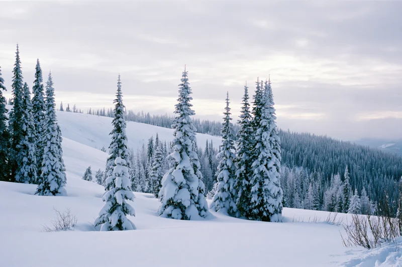 Snow-covered spruce trees on a mountain slope under an overcast sky