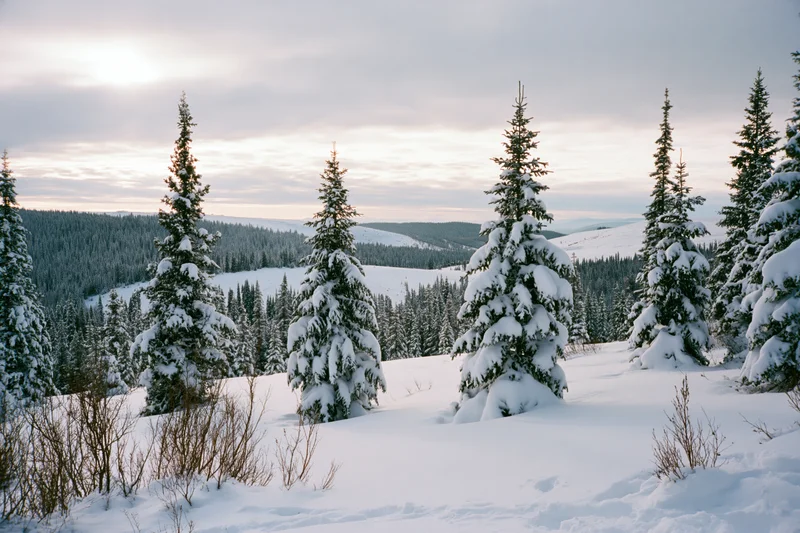 Snow-covered spruce trees on a mountain slope under an overcast sky