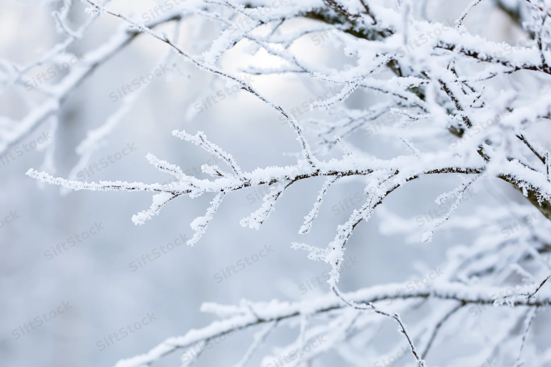 Snow-covered tree branches with frost crystals on thin twigs in winter forest