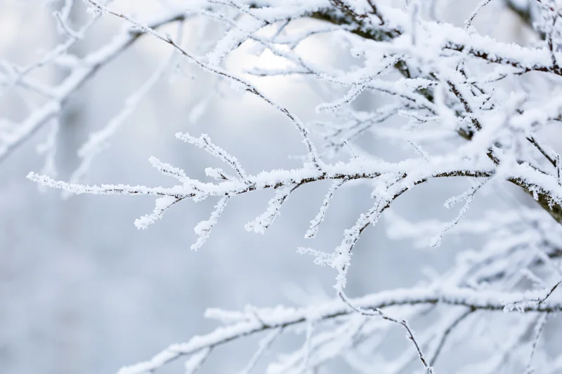 Snow-covered tree branches with frost crystals on thin twigs in winter forest