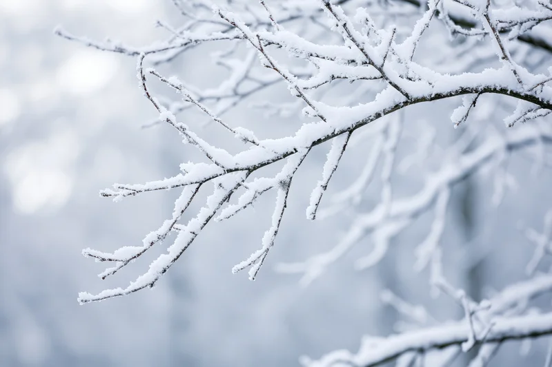 Snow-covered tree branches with frost crystals on thin twigs in a winter forest setting