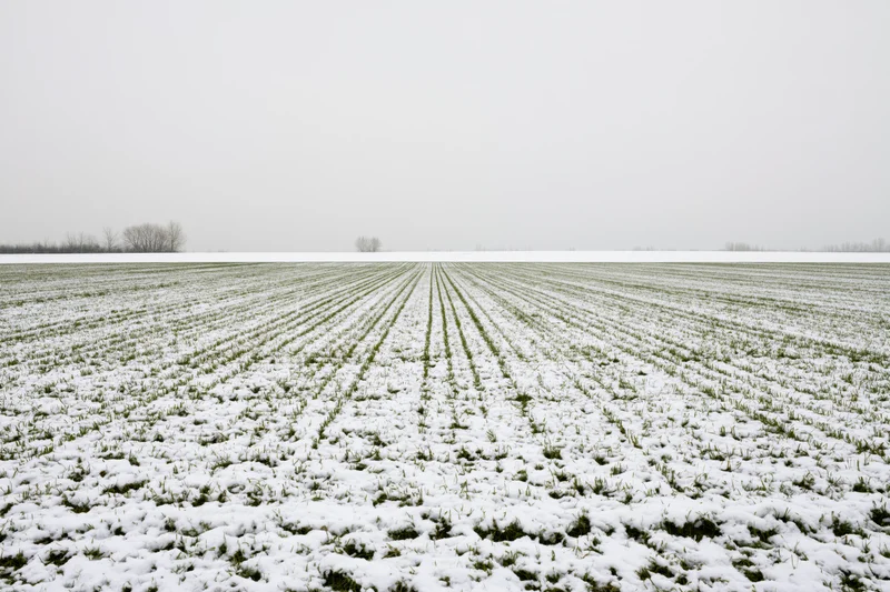 Snow-dusted agricultural field with rows of green winter crop under overcast sky