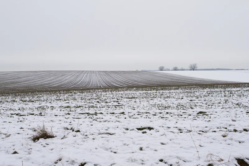 Snow-dusted agricultural field with rows of stubble under overcast sky