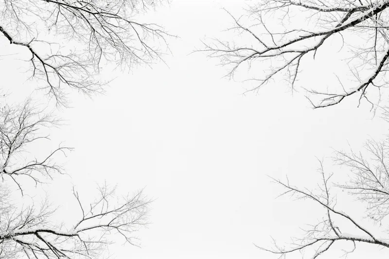 Bare tree branches framing a white background in winter