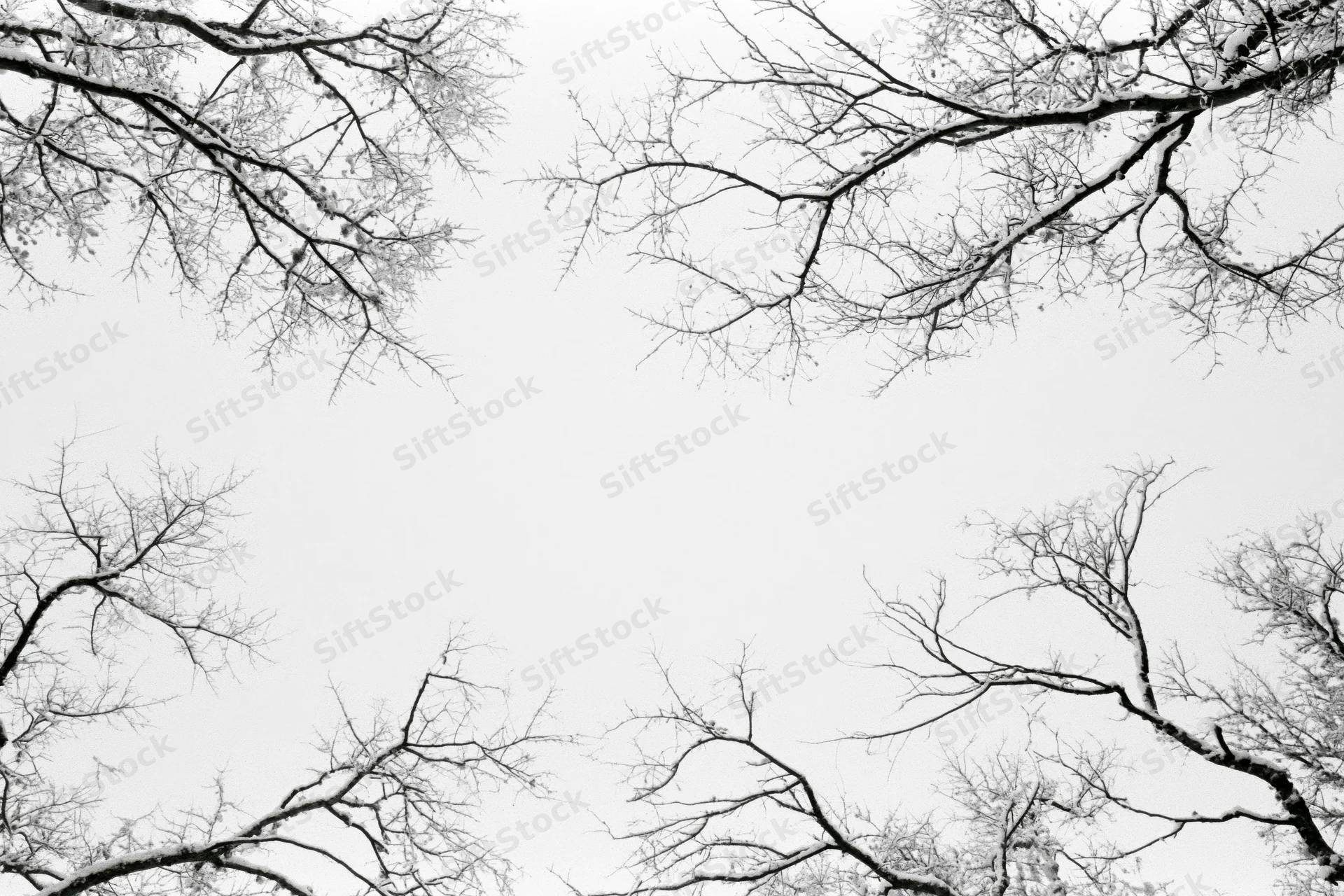 Bare tree branches framing a white sky in winter