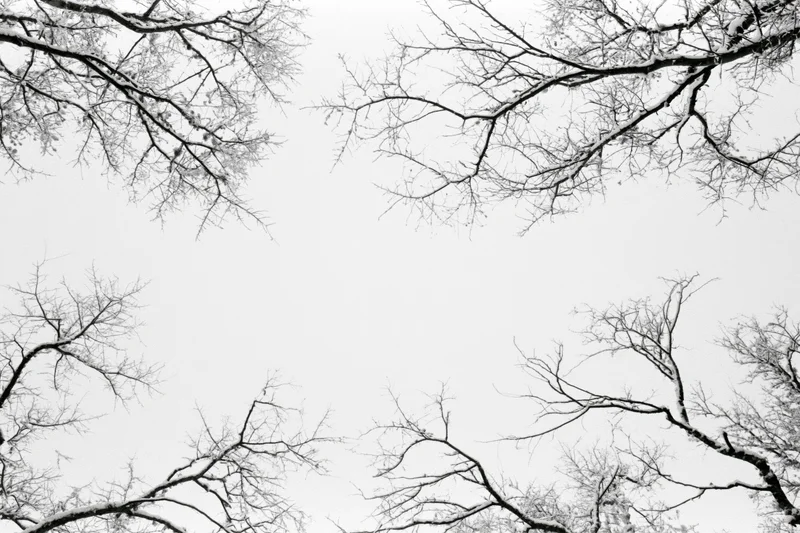 Bare tree branches framing a white sky in winter