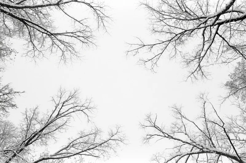 Snow-dusted bare tree branches framing a white sky in winter forest