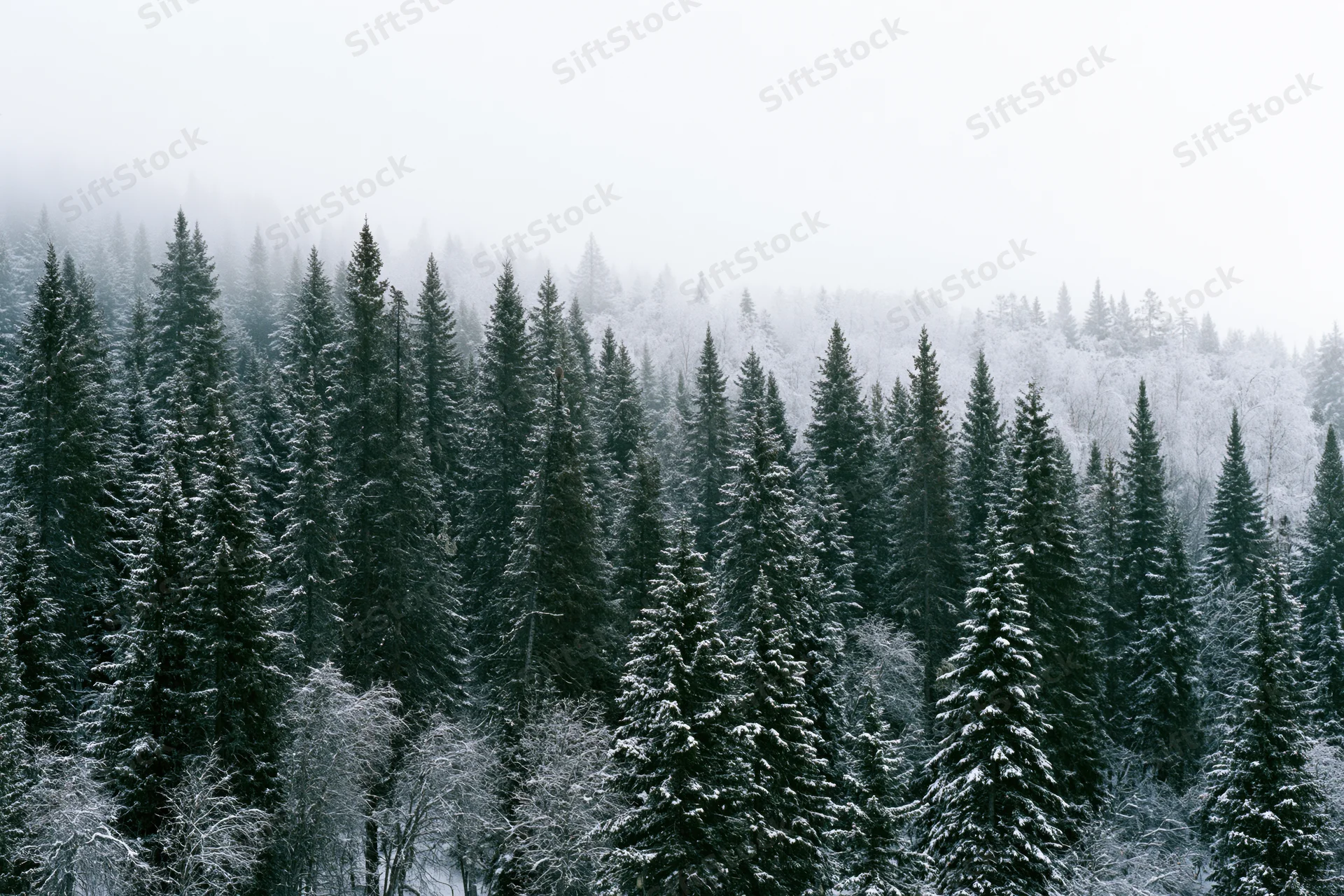 Snow-covered spruce trees on a foggy hillside in winter forest