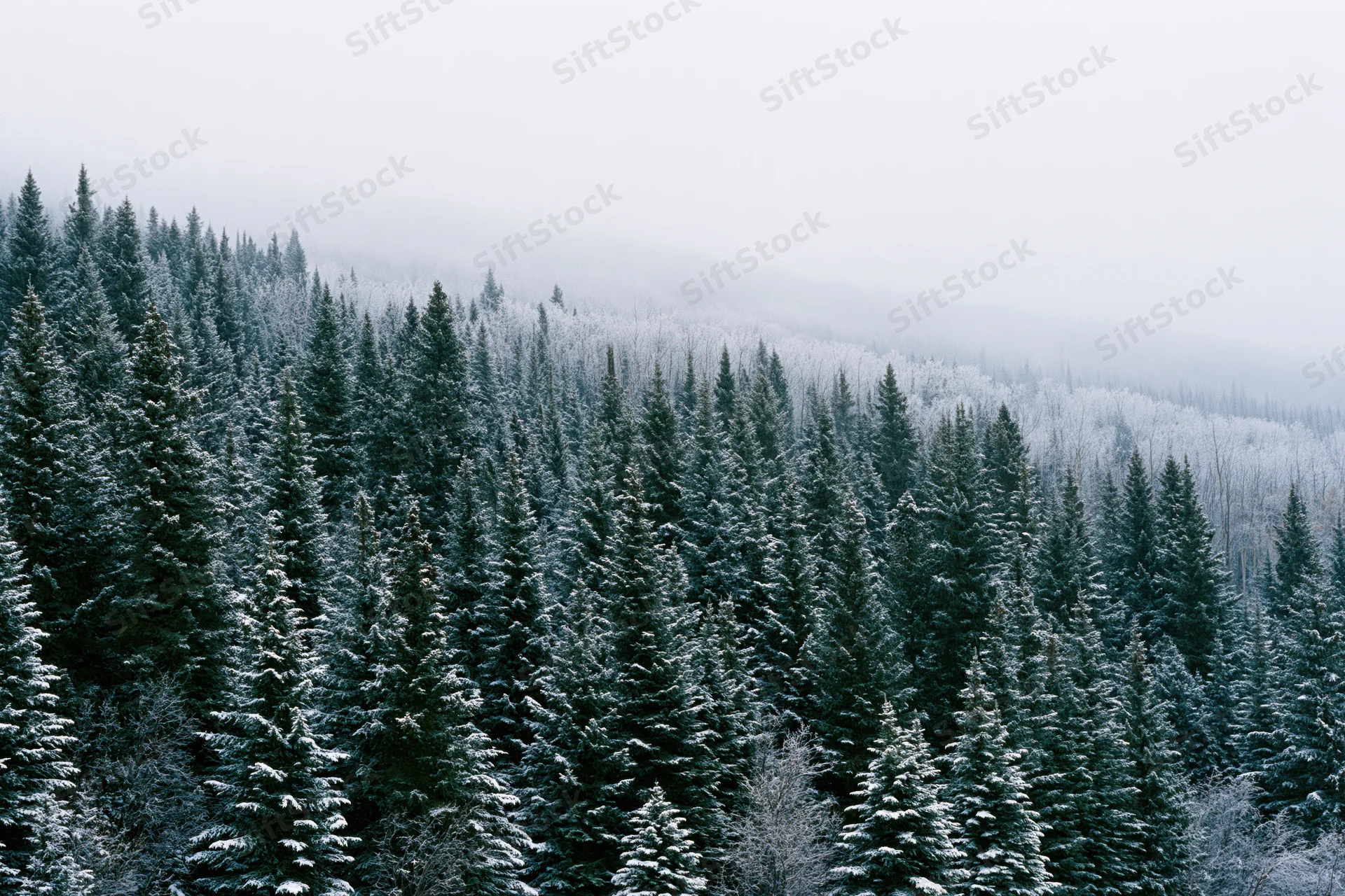 Snow-covered spruce trees on a misty hillside in a boreal forest