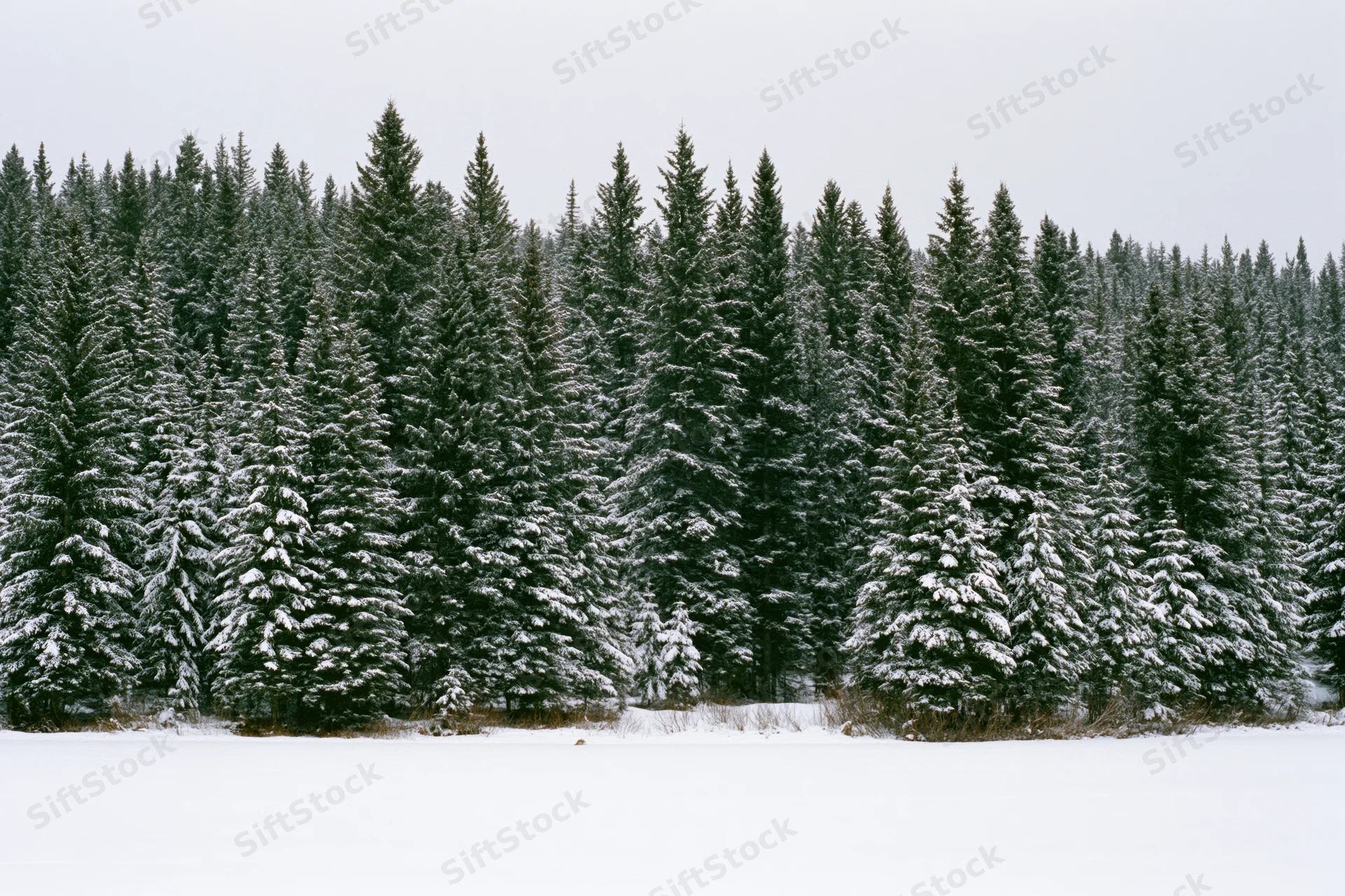 Snow-covered spruce and fir trees forming a dense treeline in a winter forest landscape