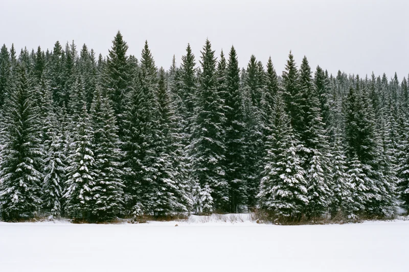 Snow-covered spruce and fir trees forming a dense treeline in a winter forest landscape