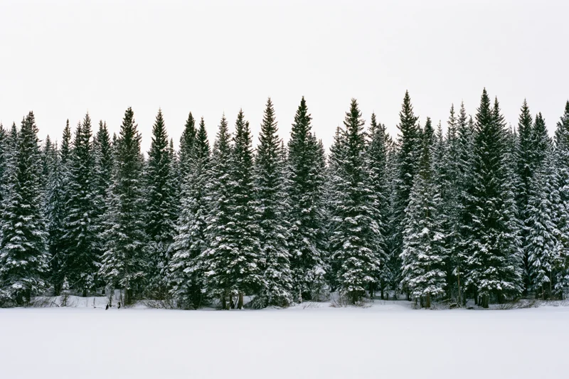 Snow-covered spruce and fir trees lining a frozen field under an overcast sky